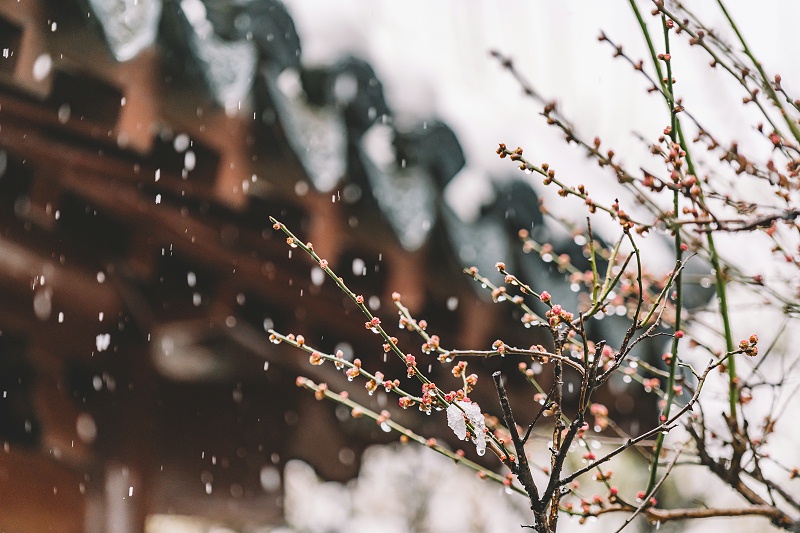 摄图网_500809939_中式古典园林中的雪景（非企业商用）