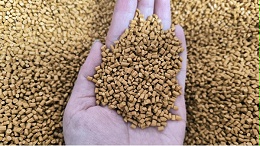 高压PE颗粒：特性、应用及环保发展趋势